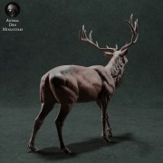 35130422_resize-red-deer-3.jpg