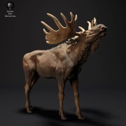 35130425_resize-moose-call-3.jpg