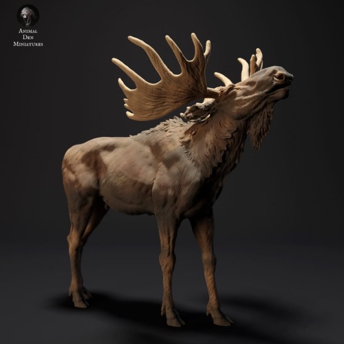 35130425_resize-moose-call-3.jpg