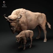 35130426_resize-eu-bison-cow-and-calf-3.jpg