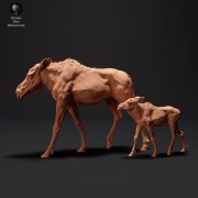 35130427_resize-moose-family-1.jpg