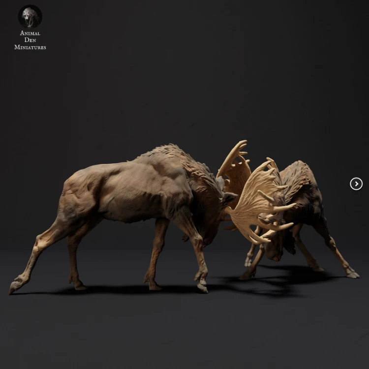 35130433_80_Moose Bulls Fighting.png
