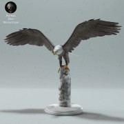 35130527_resize-bald-eagle-stand-4.jpg