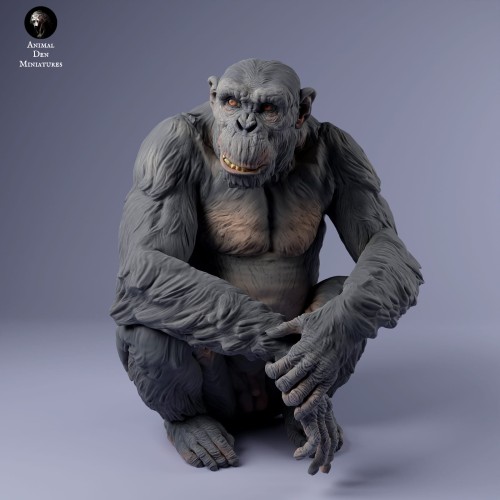 35130230_chimp_male_sit_3.jpg