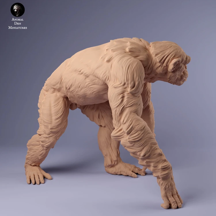 35130231_chimp_male_walk_1.jpg
