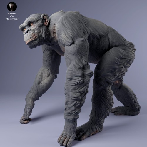 35130231_chimp_male_walk_3.jpg