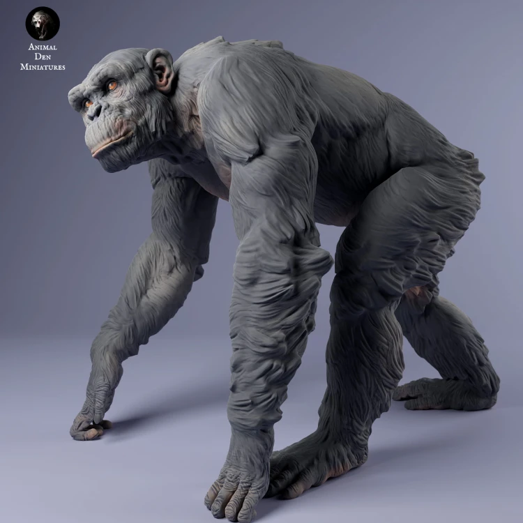 35130231_chimp_male_walk_3.jpg