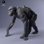 35130228_chimp_female_with_baby_walk_1_3.jpg