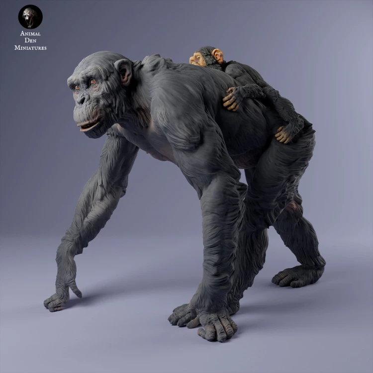 35130228_chimp_female_with_baby_walk_1_3.jpg