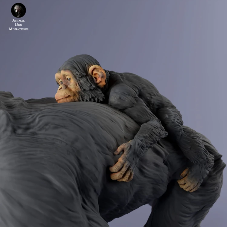 35130228_chimp_female_with_baby_walk_4.jpg