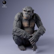 35130230_chimp_male_sit_3.jpg