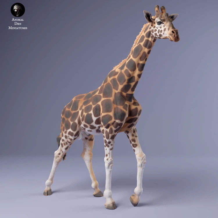 35130234_giraffe_male_walk_3.jpg