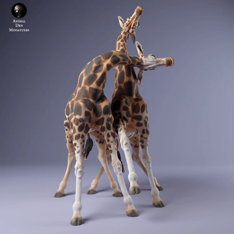 35130235_giraffe_fight_3.jpg