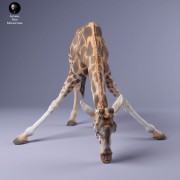 35130232_giraffe_female_drink_3.jpg