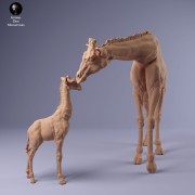 35130233_giraffe_female_and_calf_2.jpg
