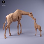 35130233_giraffe_female_and_calf_3.jpg