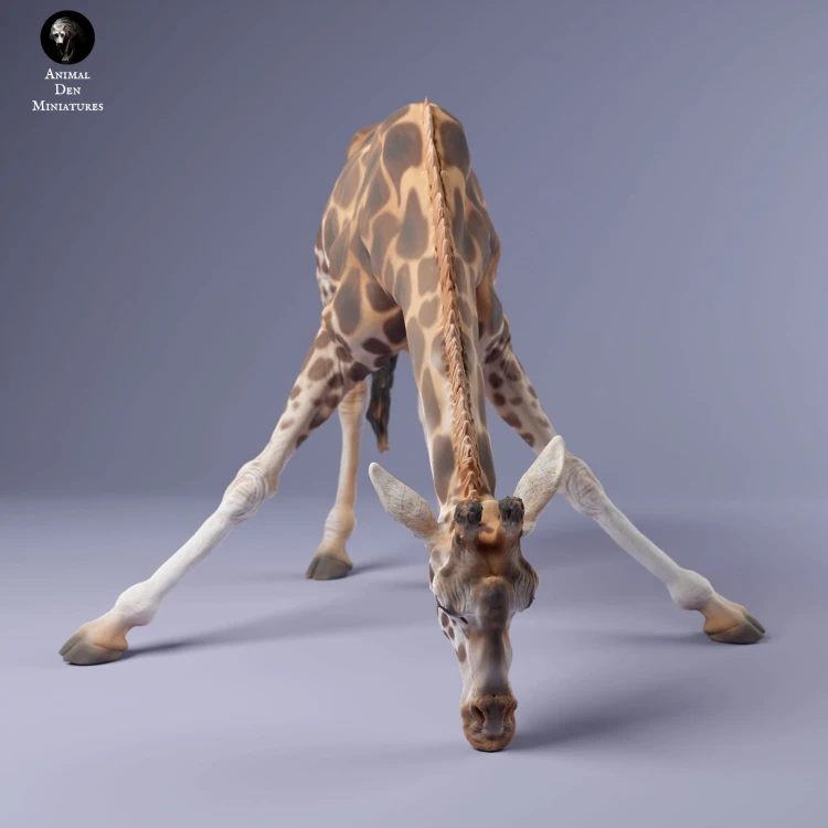 35130232_giraffe_female_drink_3.jpg