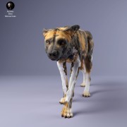 35130238_Painted Dogs Female Sneak 3.jpg