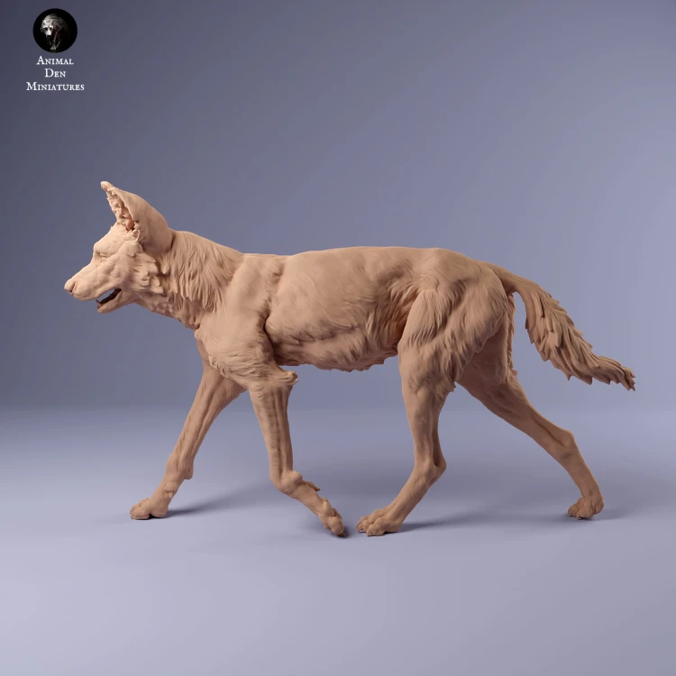 35130239_Painted Dogs Female Walk 1.jpg