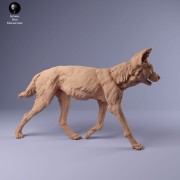 35130239_Painted Dogs Female Walk 2.jpg