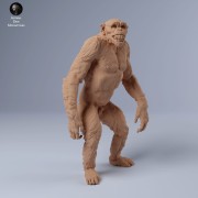 35130243_chimps_grin_1.jpg