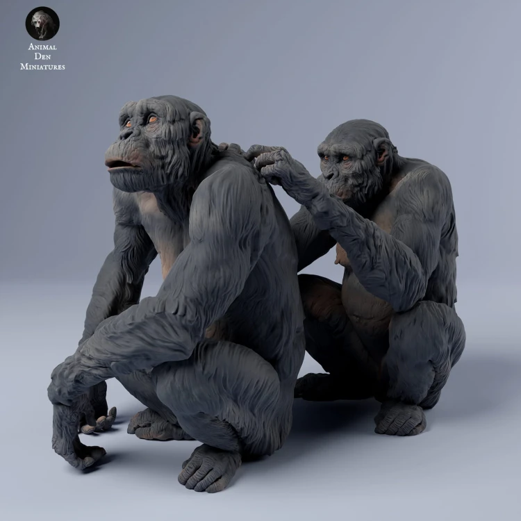 35130244_chimps_groom_3.jpg