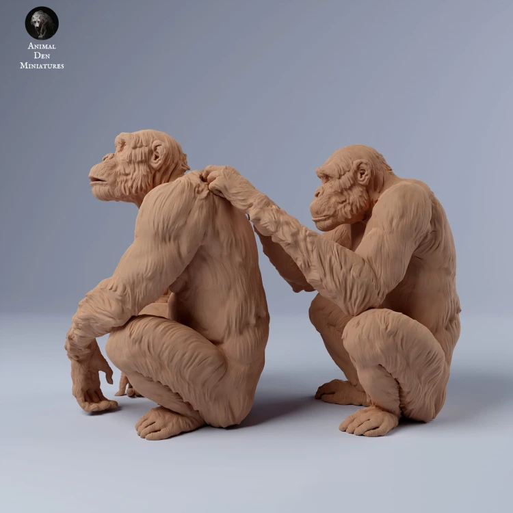 35130244_chimps_groom_1.jpg