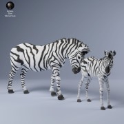 35130251_zebra_female_calf_3.jpg