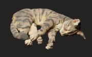 35130109_cat-sleaping-1.jpg
