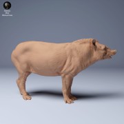 35130253_Brazillian_Tapir_1.jpg