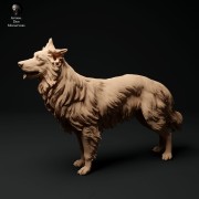 35130114_border-collie-stand_1.jpg