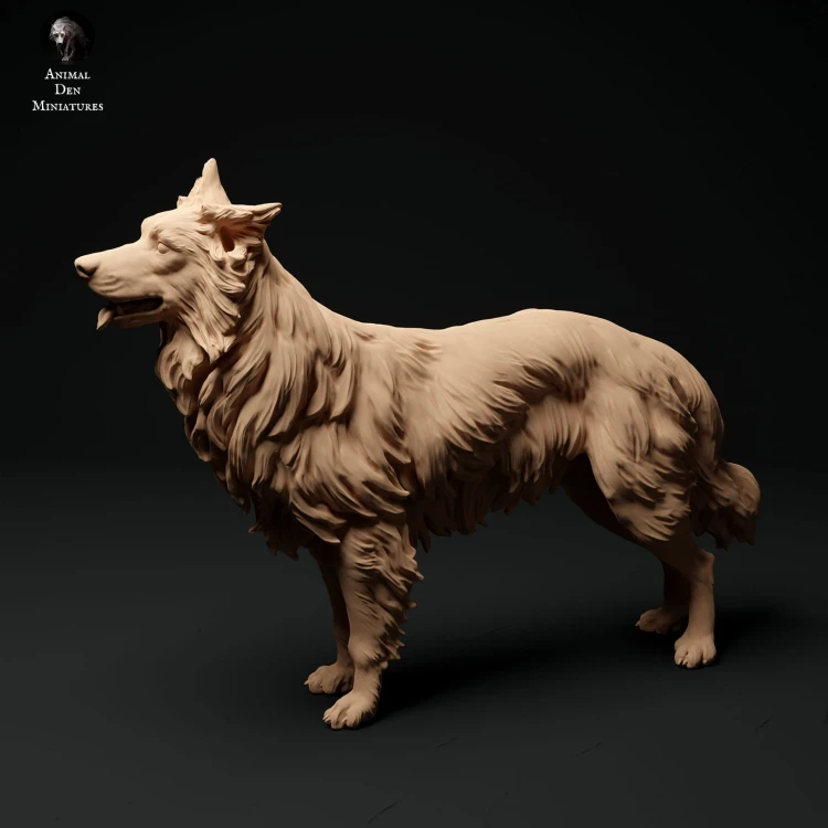 35130114_border-collie-stand_1.jpg