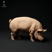 35130313_berkshire-pig-grazing-1.jpg