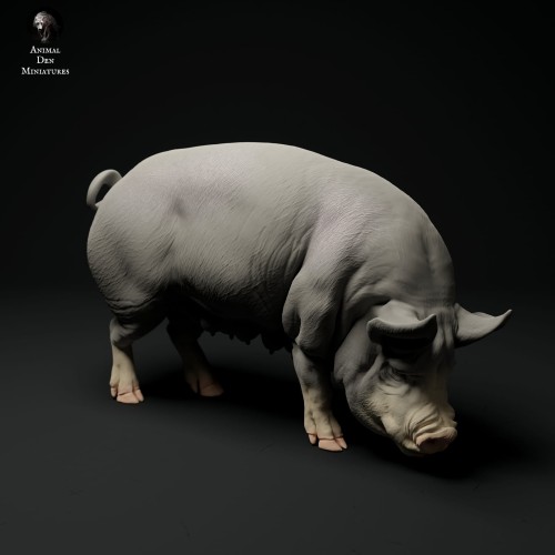 35130313_berkshire-pig-grazing-3.jpg