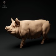 35130312_berkshire-pig-2.jpg