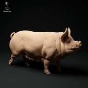 35130312_berkshire-pig-1.jpg