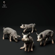 35130315_piglets-3.jpg