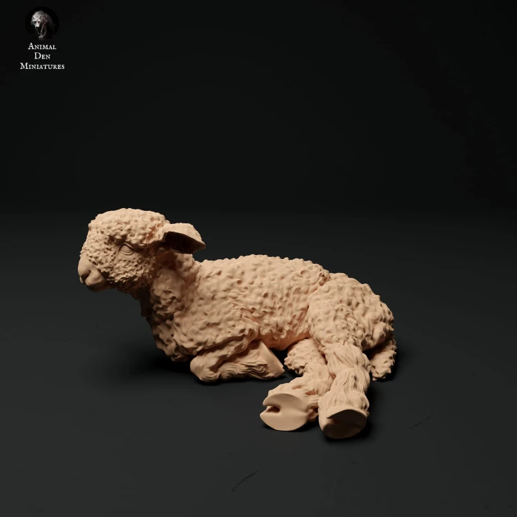 35130326_cornwall-longwool-lamb-lying-1.jpg