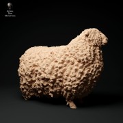 35130327_cornwall-longwool-ram-2.jpg
