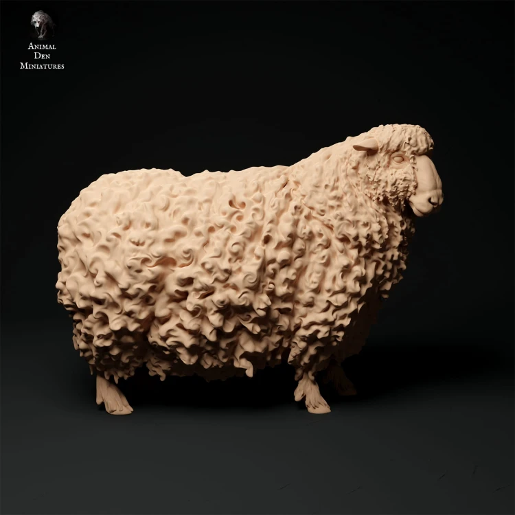 35130331_cornwall-longwool-sheep2-1.jpg