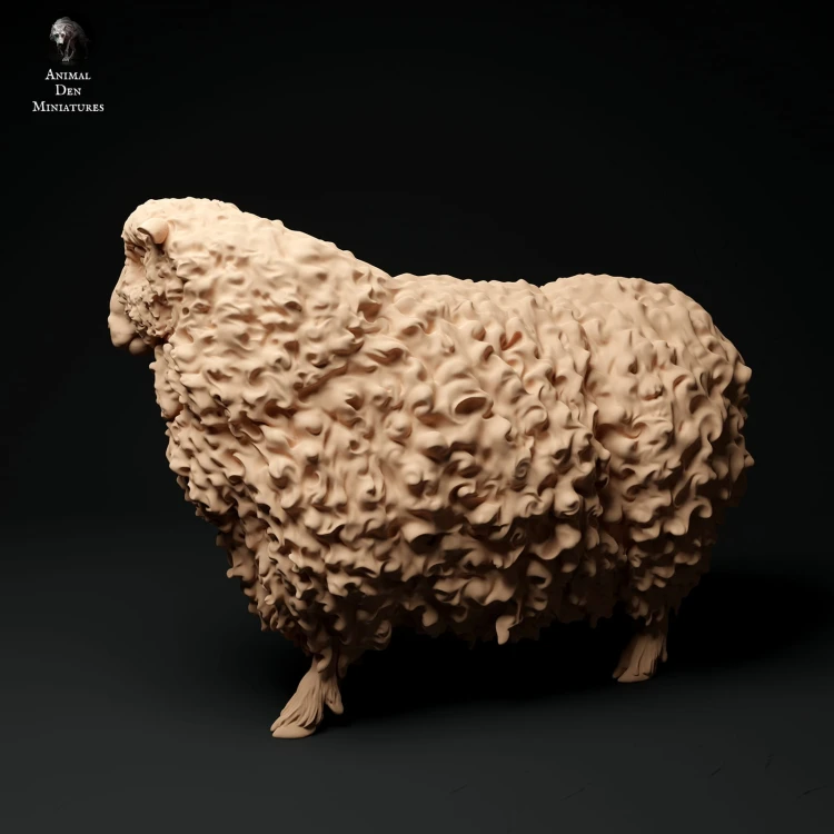 35130331_cornwall-longwool-sheep2-2.jpg