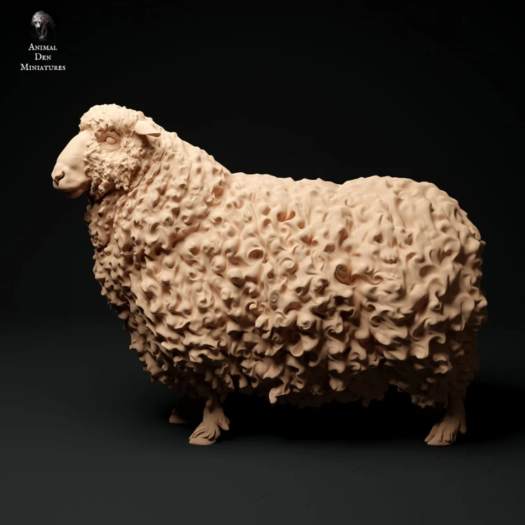 35130330_cornwall-longwool-sheep-1.jpg