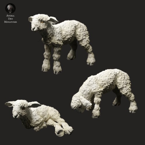 35130326_Lambs_1.jpg
