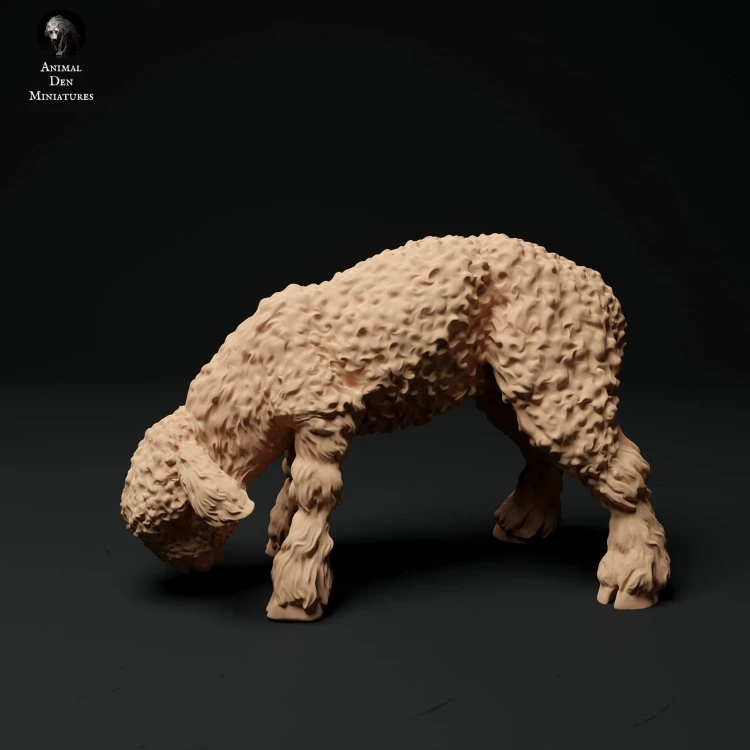 35130326_cornwall-longwool-lamb-grazing-2.jpg