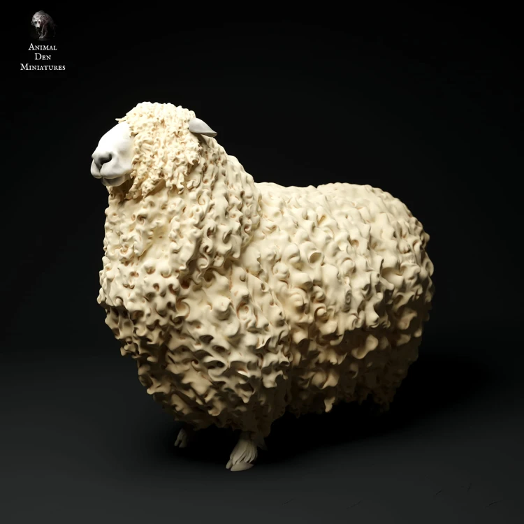 35130327_cornwall-longwool-ram-3.jpg