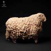 35130329_cornwall-longwool-ram-walking-2.jpg