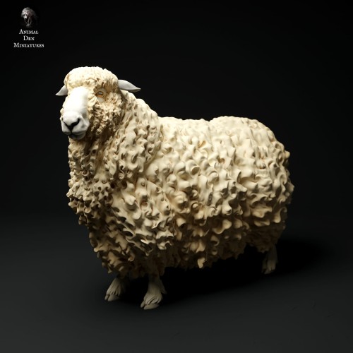 35130330_cornwall-longwool-sheep-3.jpg