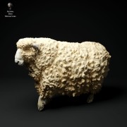 35130332_cornwall-longwool-sheep-walk-3.jpg