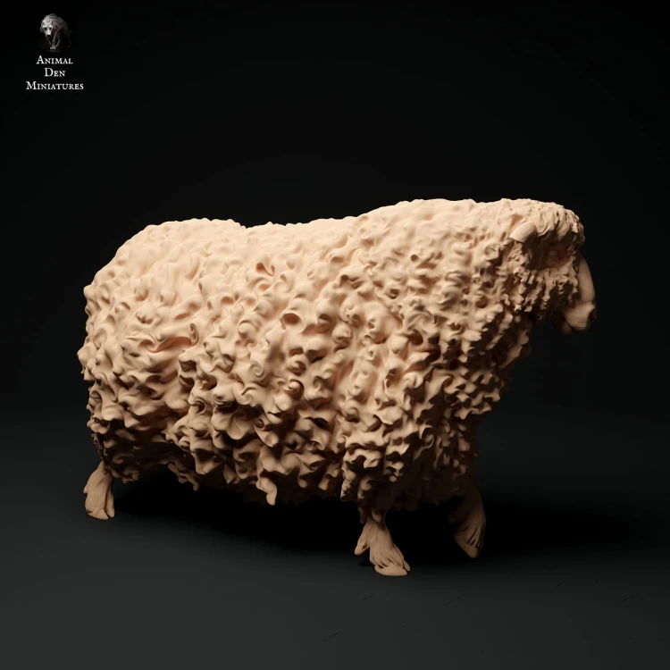 35130332_cornwall-longwool-sheep-walk-1.jpg