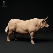 35130337_red-devon-bull-2.jpg